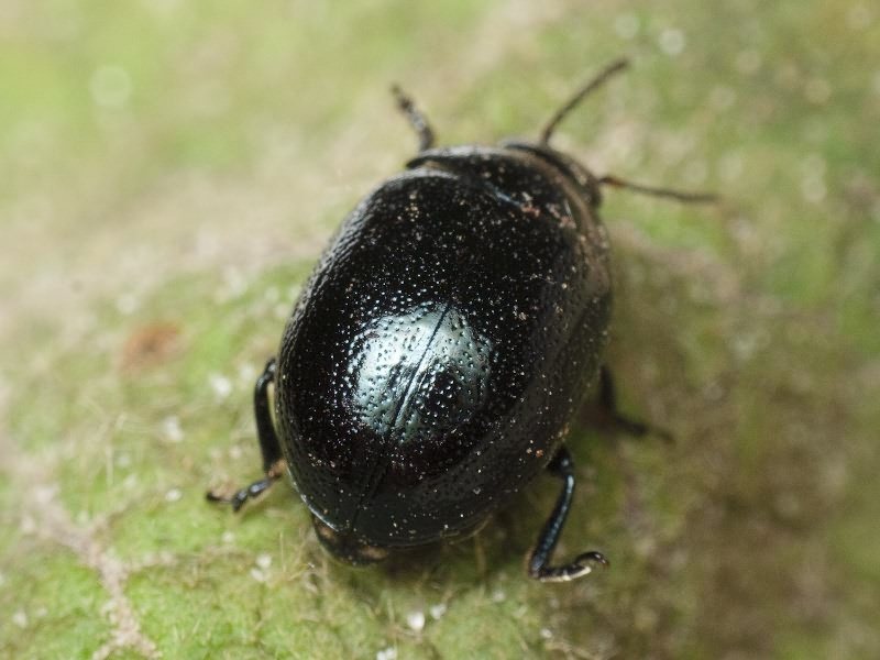 Chrysolina haemoptera (Linnaeus, 1758)